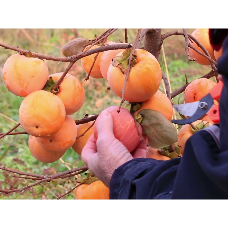 Price: €3.55 - Semi di Kaki o Diospiro (Diospyros kaki L.) - 