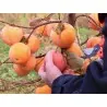 Semințe de persimon japonez (Diospyros kaki)