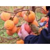 Price: €3.55 - Semi di Kaki o Diospiro (Diospyros kaki L.) - 