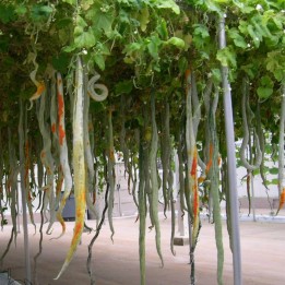 SNAKE GOURD Seeds (Trichosanthes cucumerina) - 2.115