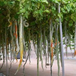 Price: €2.35 - Semillas de CALABAZA DE LA SERPIENTE (Trichosanthes cucumerina) - Seeds Gallery