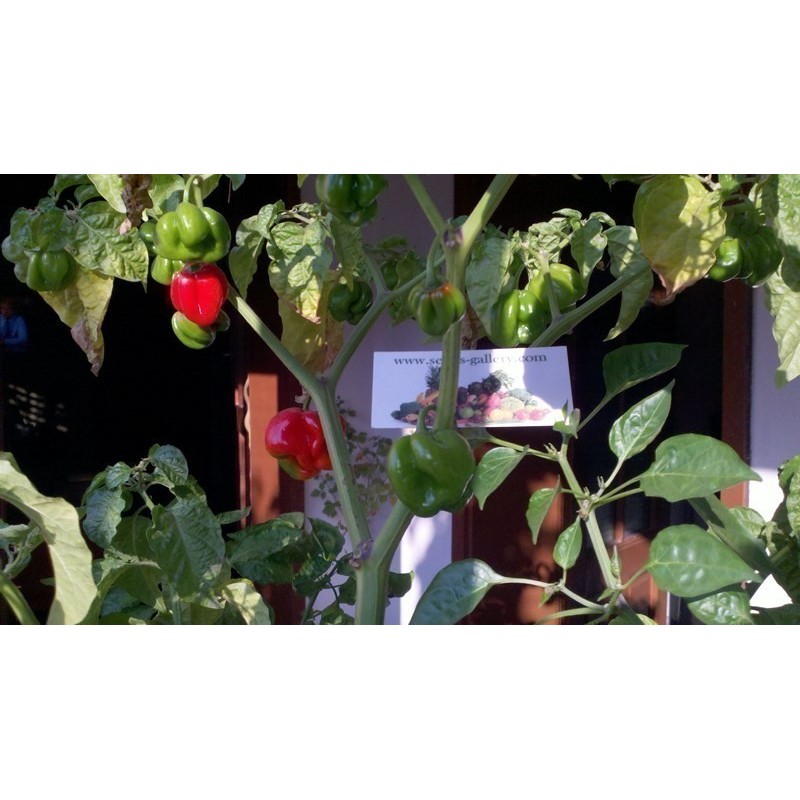 Price: €2.5 - Semillas de Pimientos Picantes de Senegal - Seeds Gallery