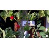 Price: €2.5 - Semi di Peperoncino Habanero Senegal - Seeds Gallery