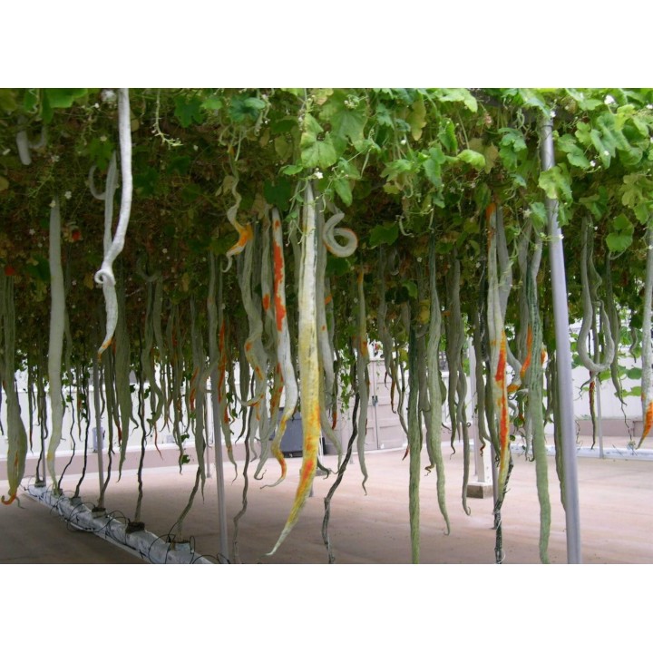 SNAKE GOURD Seeds (Trichosanthes cucumerina) - 2.115