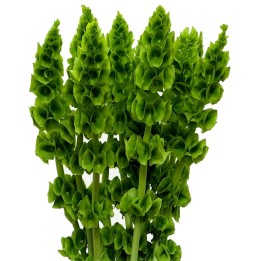 Musselsyska Växt Frö (Moluccella laevis) - 234.57915