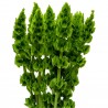 Semi di Campanella d'Irlanda (Moluccella laevis) | 1,75 €
