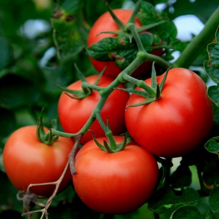 Price: €2.15 - Semi di Pomodoro Novosadski Jabucar 50 semi - Seeds Gallery