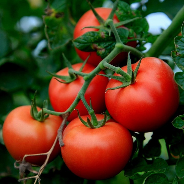 Tomato Novosadski Jabucar 50 seeds - 293.223938