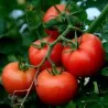 Graines de Tomate Novosadski Jabucar 50 graines