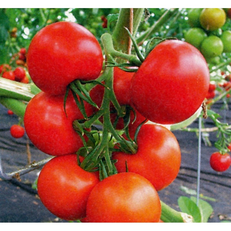 Price: €2.15 - Tomatfrön Novosadski Jabucar 50 frön - Seeds Gallery