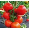 Graines de Tomate Novosadski Jabucar 50 graines