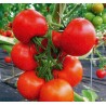Price: €2.15 - Semi di Pomodoro Novosadski Jabucar 50 semi - Seeds Gallery