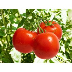 Semillas de Tomate Novosadski Jabucar 50 semillas 1.5 - 3