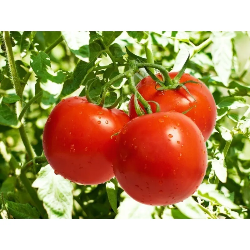 Graines de Tomate Novosadski Jabucar 50 graines