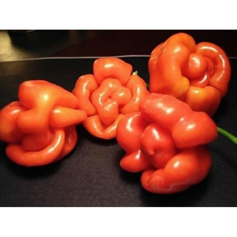 Price: €2.5 - Σπόροι Τσίλι - πιπέρι Habanero Senegal - Seeds Gallery