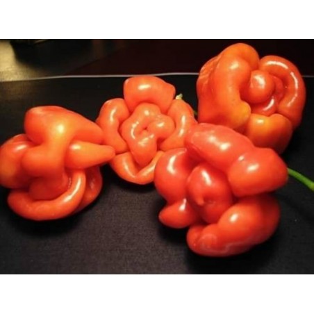 Price: €2.5 - Σπόροι Τσίλι - πιπέρι Habanero Senegal - Seeds Gallery