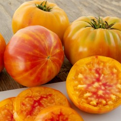 BIG RAINBOW Tomaten Samen Saatgut 2.5 - 4