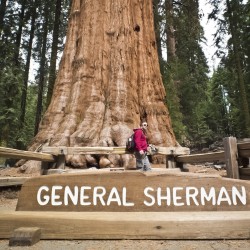 Price: €2.35 - Sekvoja Seme (Sequoiadendron giganteum) - 