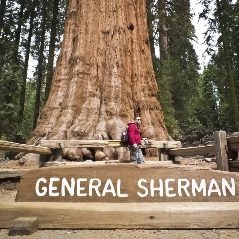 Giant Sequoia Seeds Bonsai
