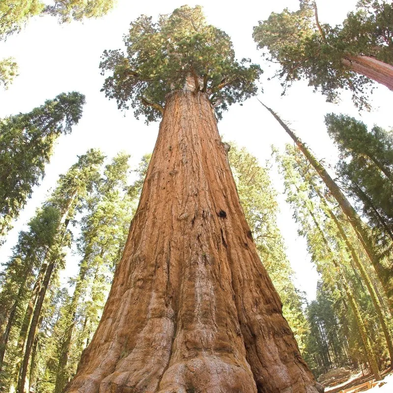 Giant Sequoia Seeds Bonsai