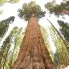 Giant Sequoia Seeds Bonsai