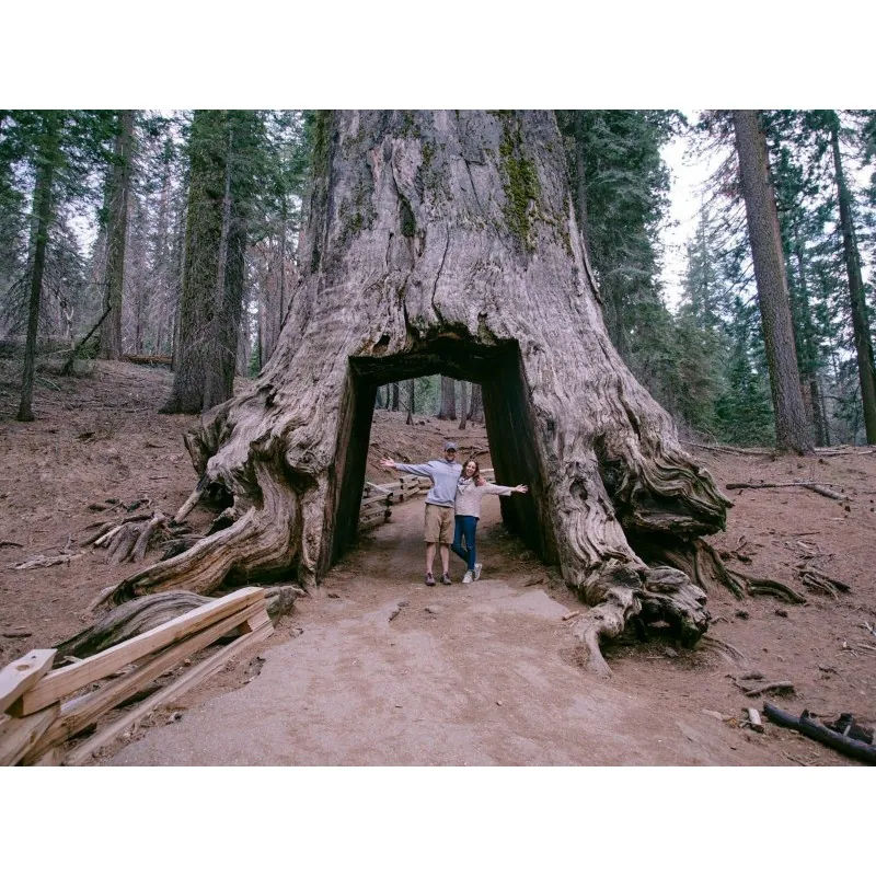 Giant Sequoia Seeds Bonsai