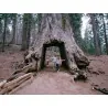 Sekvoja Seme (Sequoiadendron giganteum)