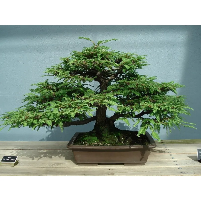 Giant Sequoia Seeds Bonsai