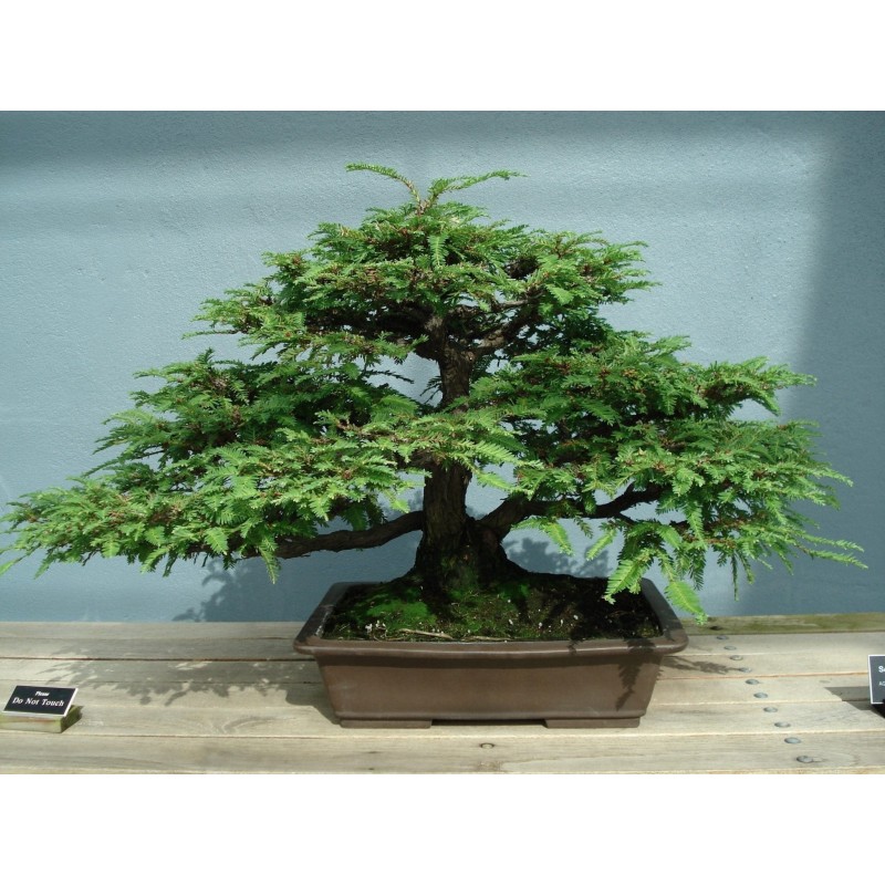 Price: €2.35 - Mammutbaum Samen Bonsai - 