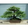 Giant Sequoia Seeds Bonsai