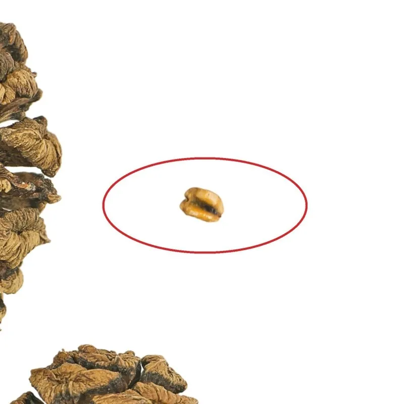 Giant Sequoia Seeds Bonsai