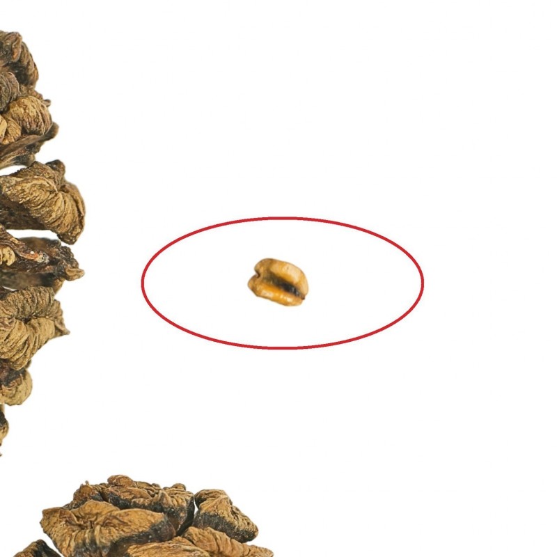 Price: €2.35 - Semillas de Secoya Gigante Bonsai - 