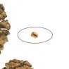 Giant Sequoia Seeds Bonsai