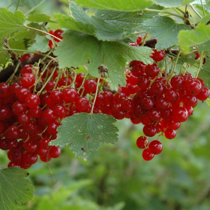 Price: €1.95 - Sementes de Groselheira Vermelha (Ribes rubrum) - 
