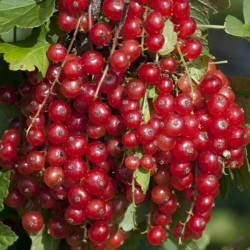 Sementes de Groselheira Vermelha (Ribes rubrum) 1.95 - 4