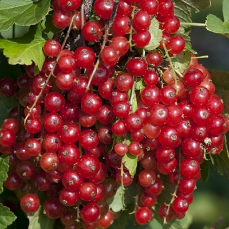 Price: €1.95 - Sementes de Groselheira Vermelha (Ribes rubrum) - 