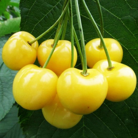 Price: €2.05 - Gul Körsbär Frön DÖNISSENS GULA - Seeds Gallery