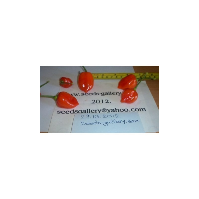 Price: €2.45 - Σπόροι Habanero Savina Red Τσίλι - πιπέρι - Seeds Gallery