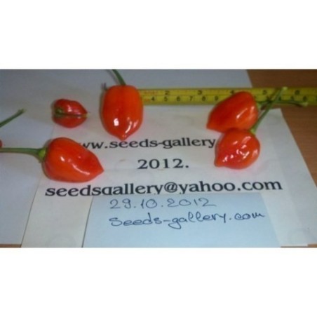 Semi di Habanero Red Savina