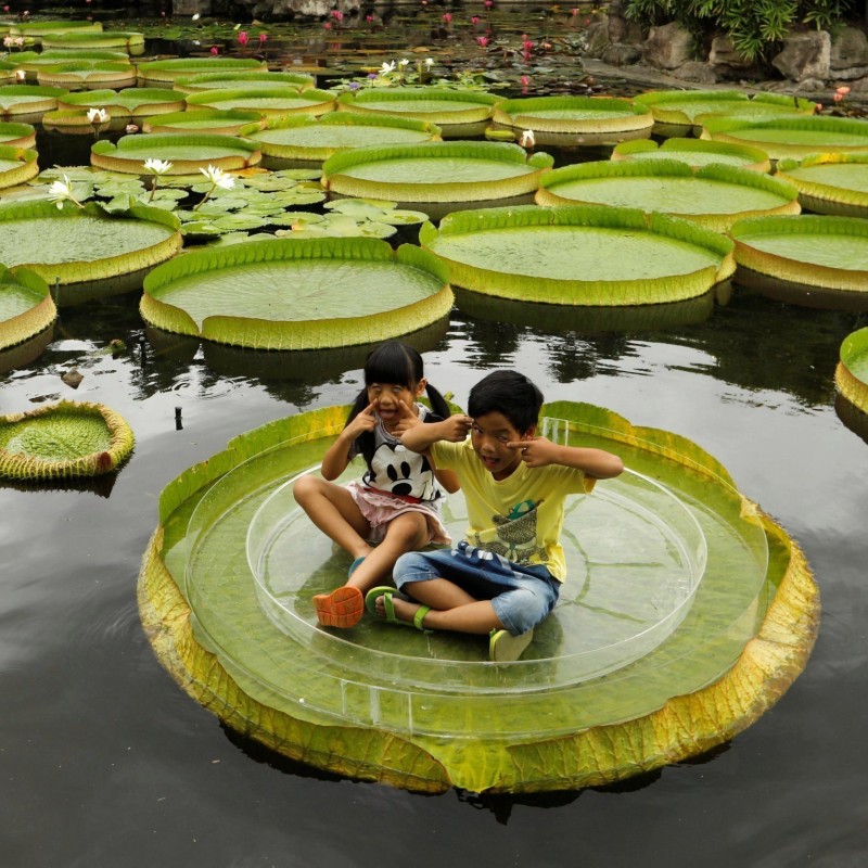 Amazonas Riesenseerose Samen (Victoria amazonica)