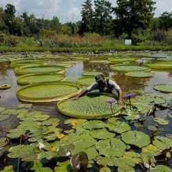 Thai Victoria Amazonica 5 Seeds Exotic Rare Giant Water Lily Lotus Pond Fresh 