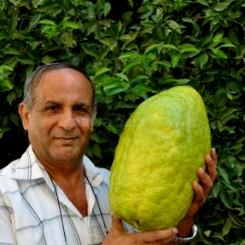 Sementes de Limão Gigante - 4 kg de fruta (Citrus Medica Cedrat) 3.7 - 1