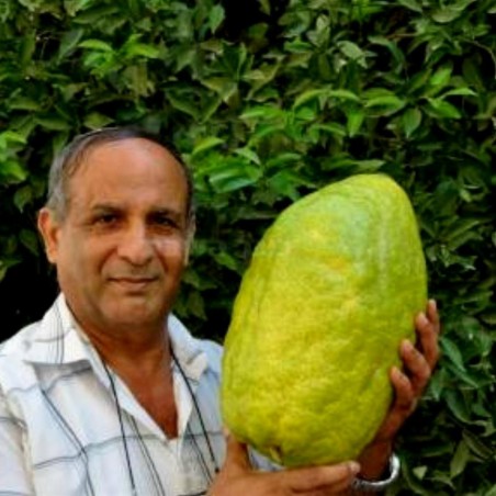 Jätte korsikanska citron frön - 4 kg frukt