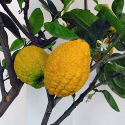 Sementes de Limão Gigante - 4 kg de fruta (Citrus Medica Cedrat) 3.7 - 2