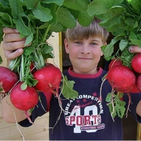 Giant Radish Seeds ROSSO GIGANTE