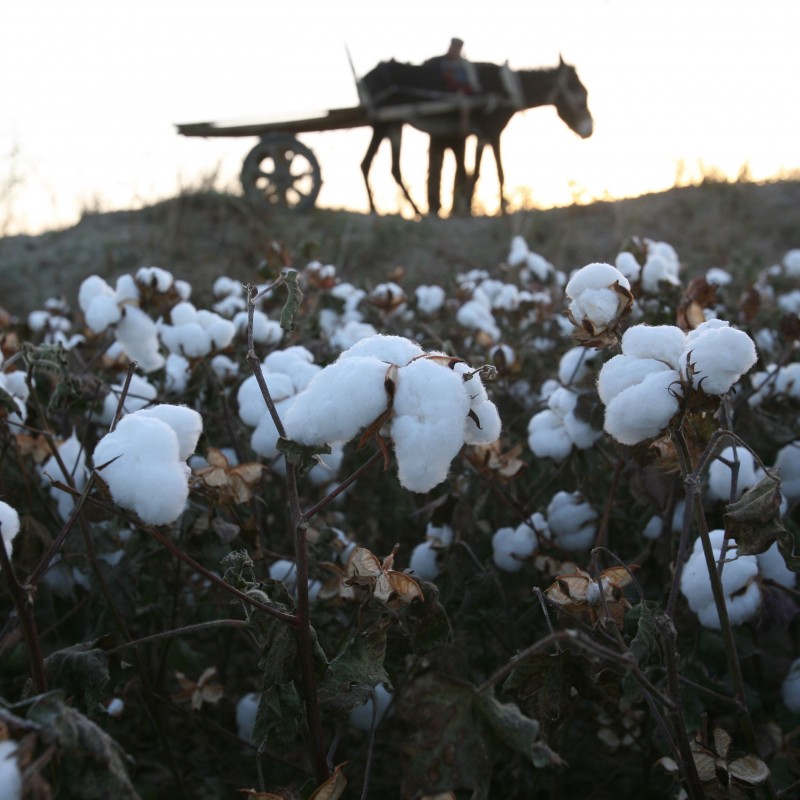 Cotton Seeds 2 - 2