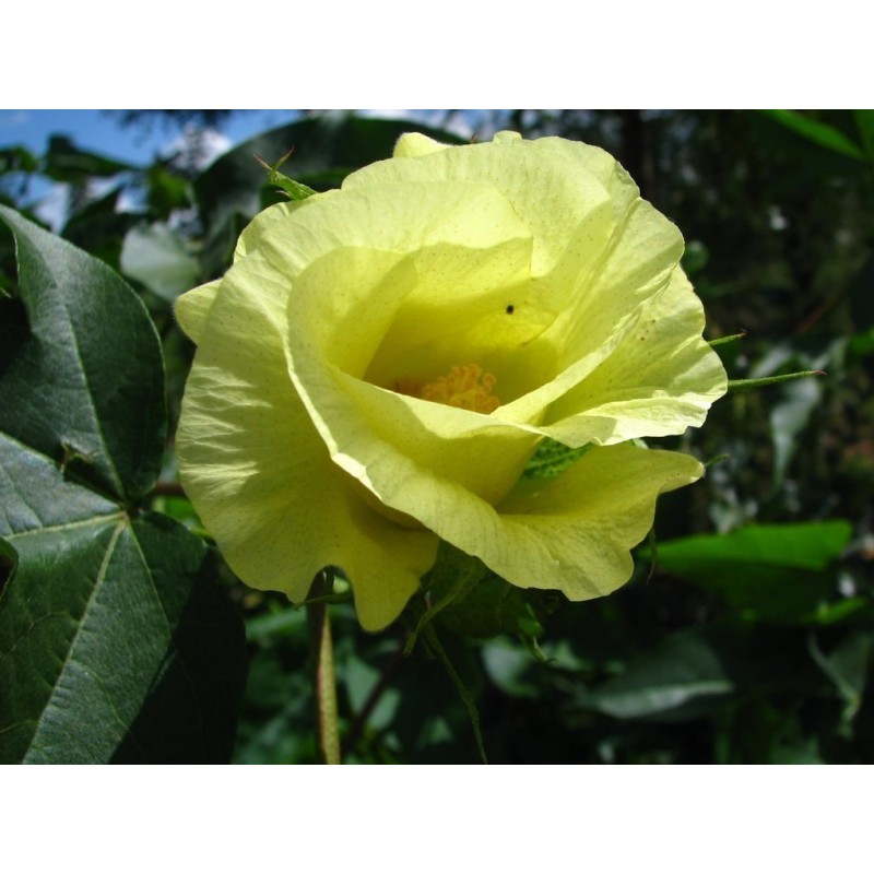 Cotton Seeds 2 - 3