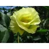 Seme Pamuka (Gossypium herbaceum)