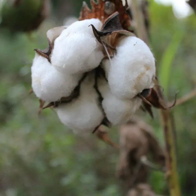 Semillas de Algodón, Algodonero (Gossypium herbaceum)