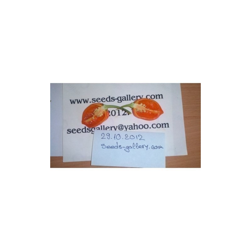 Price: €2.45 - Σπόροι Habanero Savina Red Τσίλι - πιπέρι - Seeds Gallery